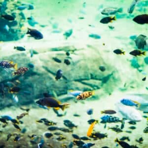acquario con pesci