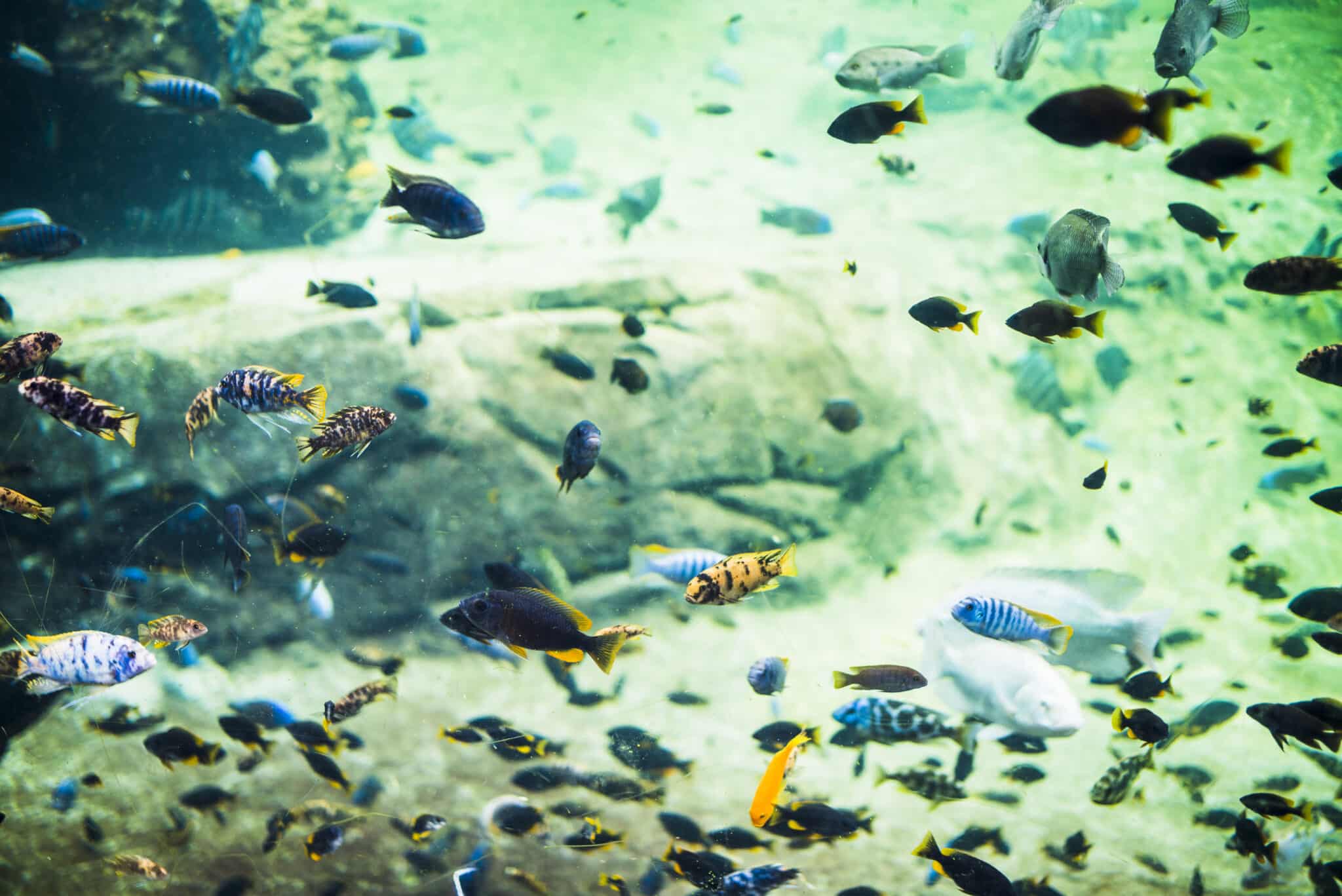 acquario con pesci