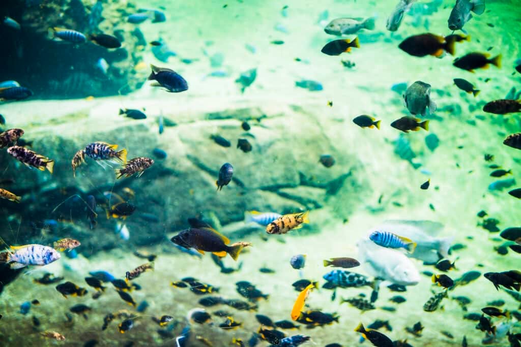 acquario con pesci